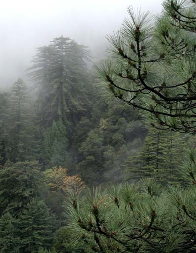 "Droopy trees" - Redwoods