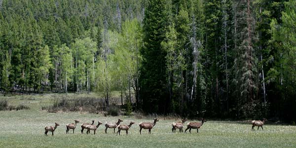 Elk herd in Rocky Mountain National Park