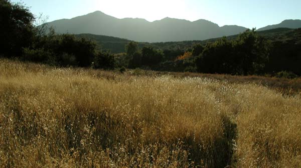 Fields of gold, Filmore backcountry
