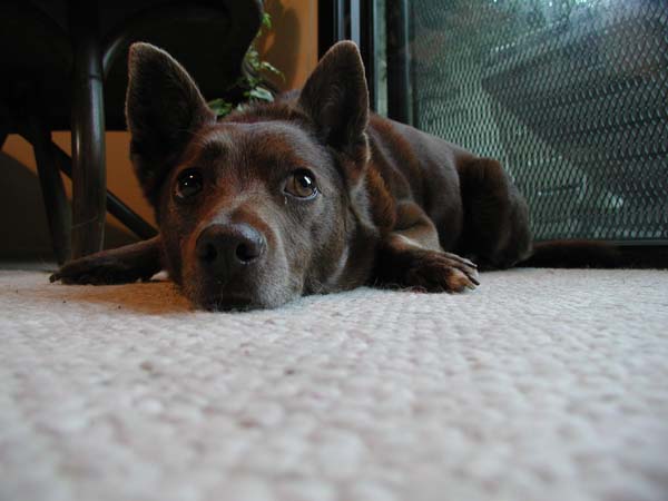 Lazy Pali, chocolate brown Australian Kelpie