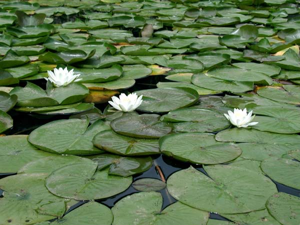 Lilies of Denver