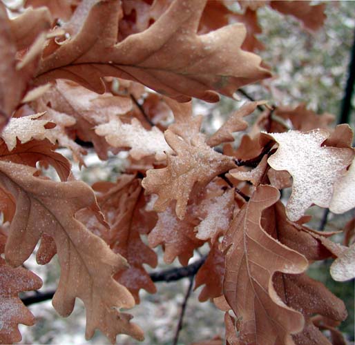 Oak leaves - Boulder, CO