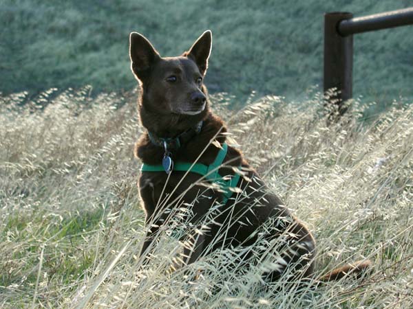 Pali in grass at Figueroa