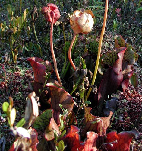Pitcher plants - Insect eating plants
