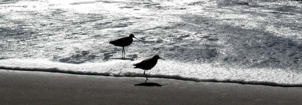 Seaside lunch companions