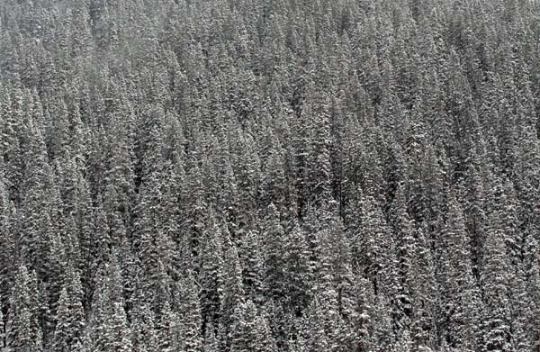 A medium distance shot of snow covered pine trees, they start to stretch into the distance toward the top of the photograph.