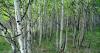 Aspens of Walker Ranch, Co