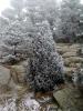 Cedar tree in snow