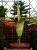 Corpse flower