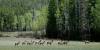 Elk herd in Rocky Mountain NP