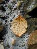 Leaf in bubbles