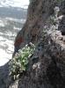 Perched flower on vertical cliff