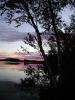 Sunset through birch tree