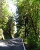 Zooming Redwoods