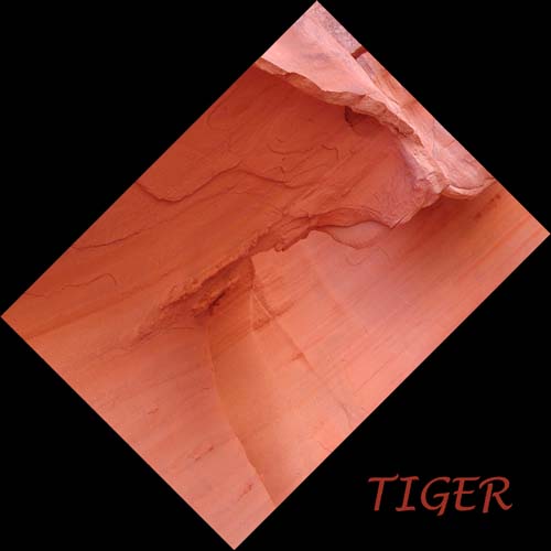 Tiger in the rock