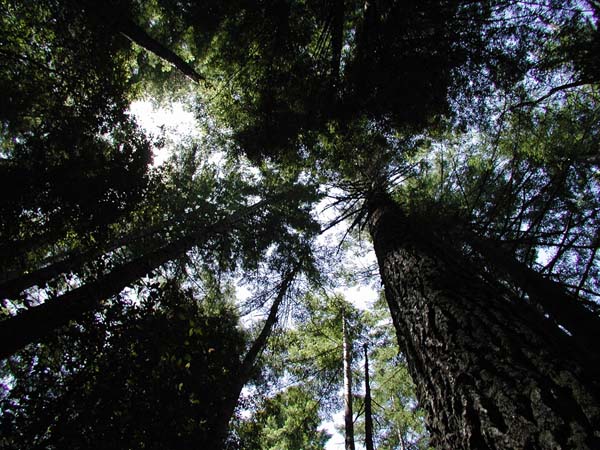 Towards heaven through the Redwoods