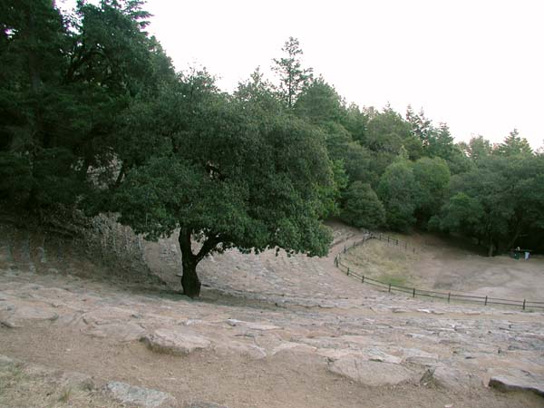 Tree in amphitheater, San Francisco