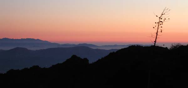 Yucca sunset