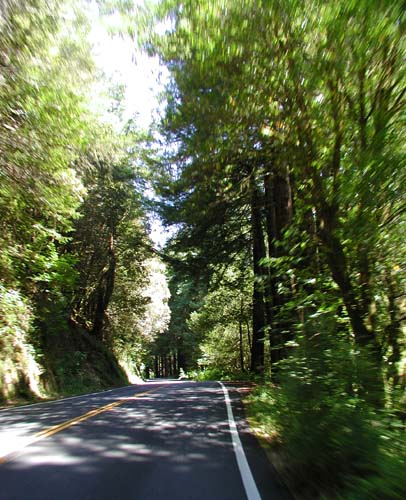 Zooming Redwoods, Northern California