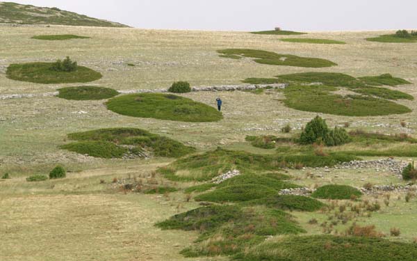 Andy among odd juniper circles