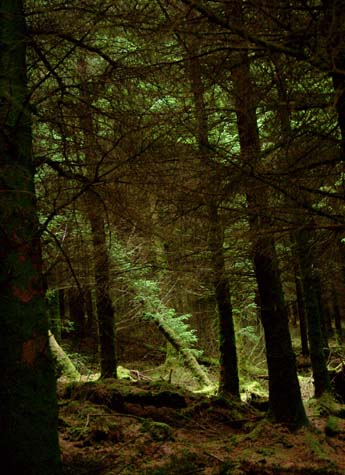 Beam of light in a leaning forest