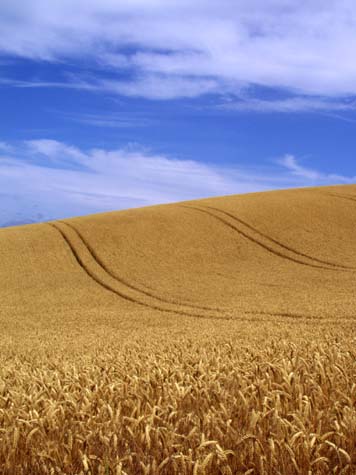 Brighton barley field