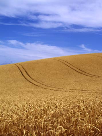 Brighton barley field