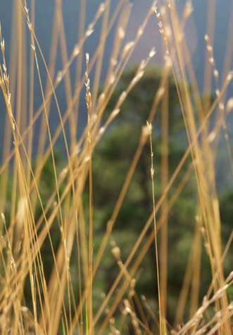 Grass patterns