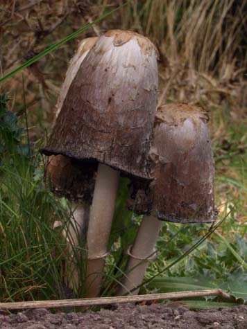 Ink cap mushrooms