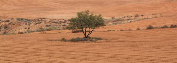 Lone olive tree