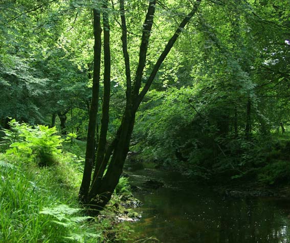 Lush forest of the River Teign