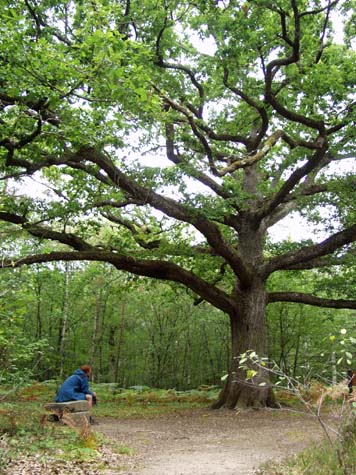 Paris Oak of la Foret d'Orleans