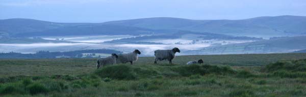 Sheep staring at the rising sun