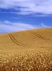 Brighton barley field