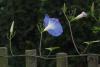 Morning glory flowers