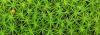 Moss with sporangia