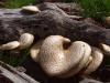 Mushrooms on a log