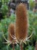 Teasels