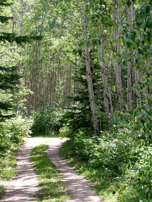 Road to Cowan Lake