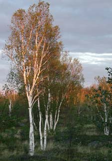 Sudbury Birch Trees