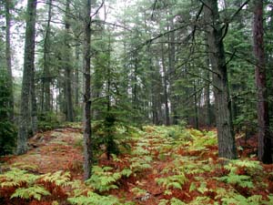 Bracken Fern and Pine