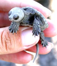 Baby Turtle