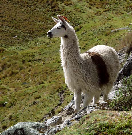 Llama on cliff Llama on cliff