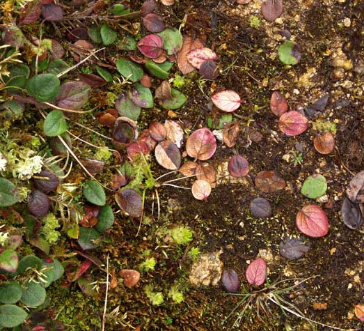 Tiny leaves of fall Tiny leaves of fall
