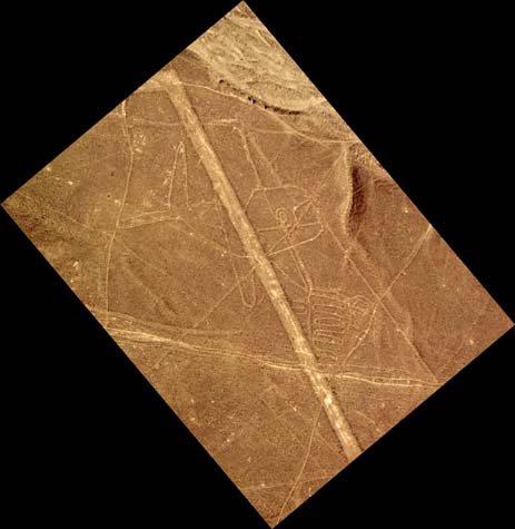 Nazca whale and lines Nazca whale and lines
