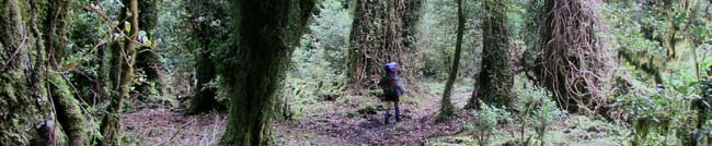 Rainforest walking Rainforest walking