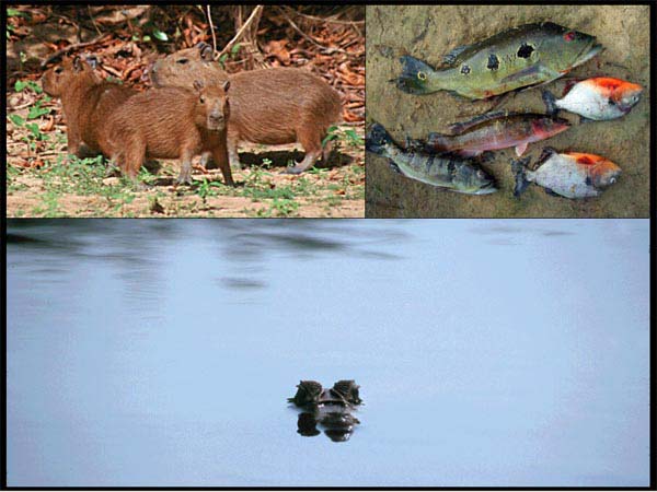 Capybara, Piranha, and Caiman