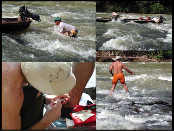 Upper left - Alberto caught in the river, but not forgetting to drag his feet on the bottom.  Lower left - Luis receiving anesthetic liquid to ease the severe pain and clean out his stingray wound.  Upper right - the bongo in the rapids.  Lower right - Luis pulling the nose of the bongo by the chain to keep it straight in the rapids for the others to push.
