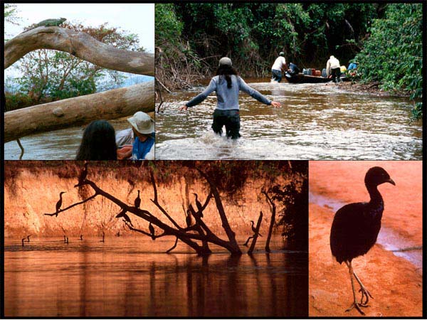 Amazon iguana, river inlet, cormorants, alarm bird.