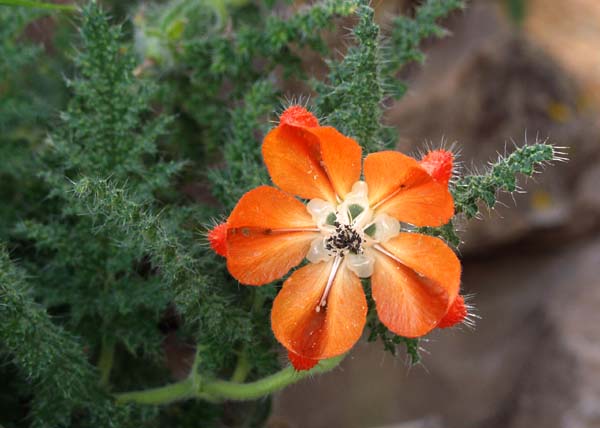 Chullpa flower